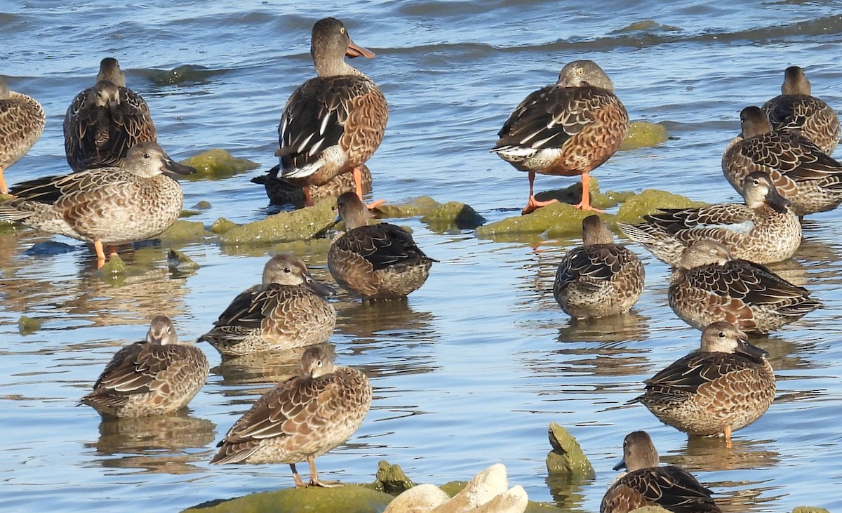 Northern Shoveler - ML641315398