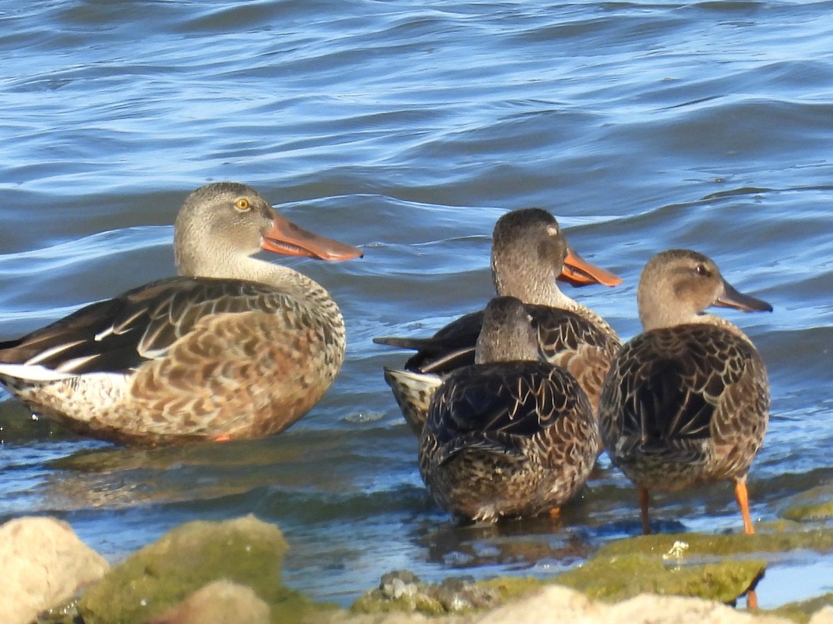 Northern Shoveler - ML641315399