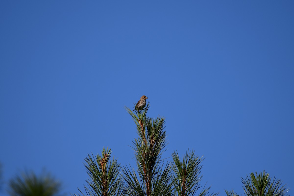 Indigo Bunting - ML641315422