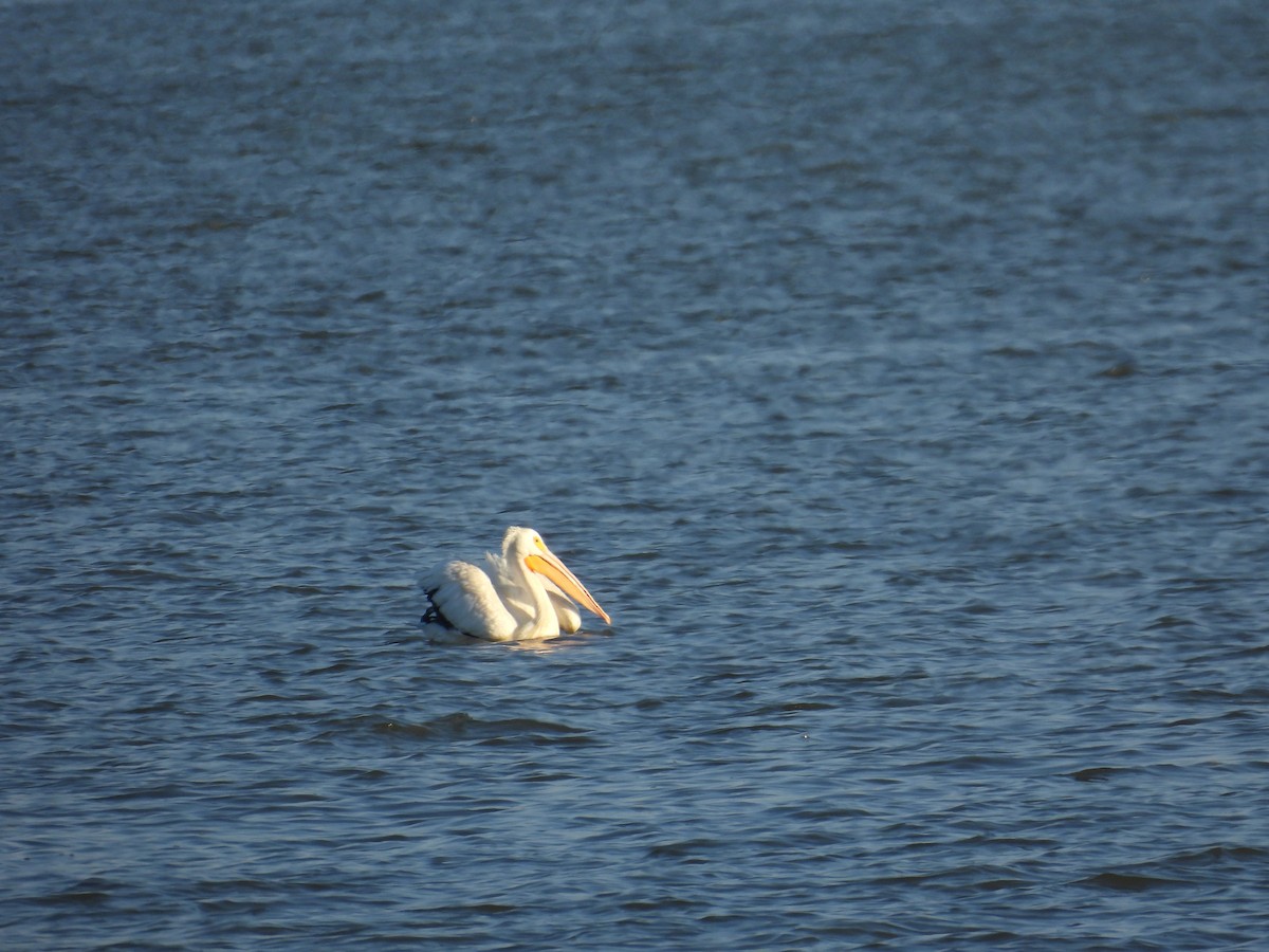 American White Pelican - ML641315428