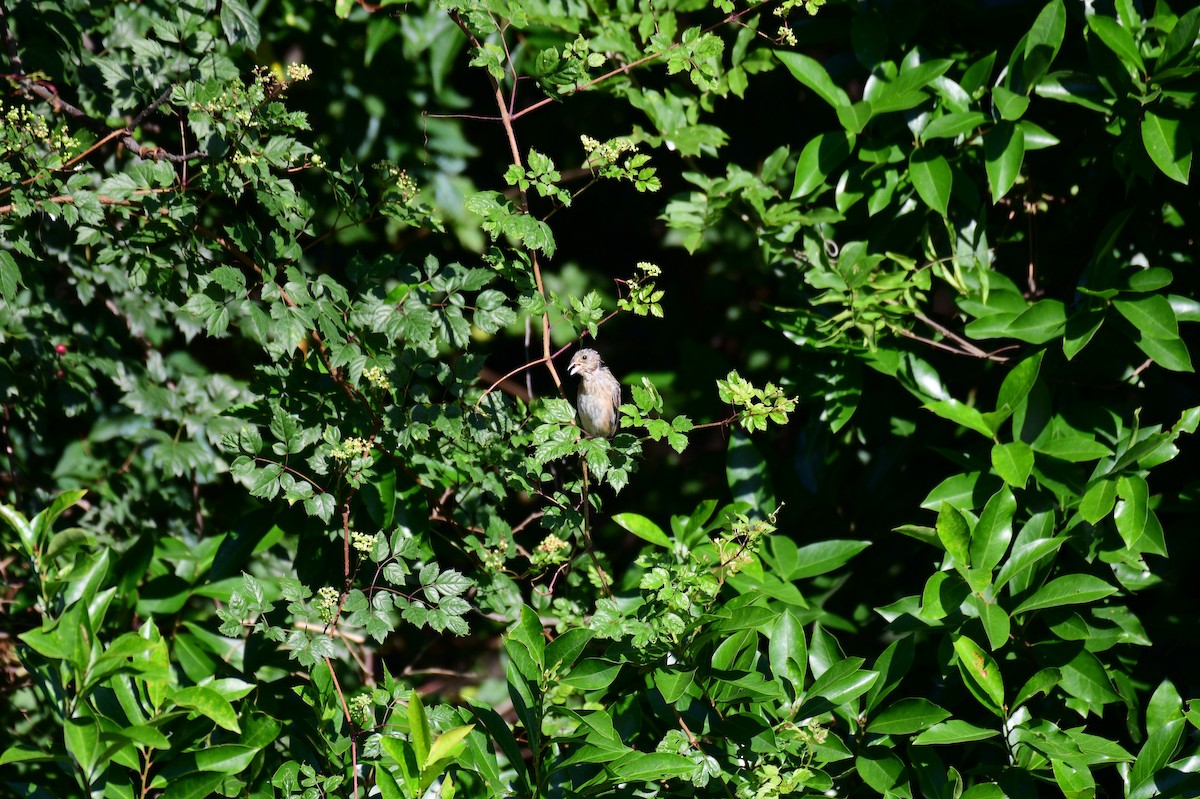 Indigo Bunting - ML641315456
