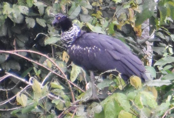 Horned Screamer - ML641315486