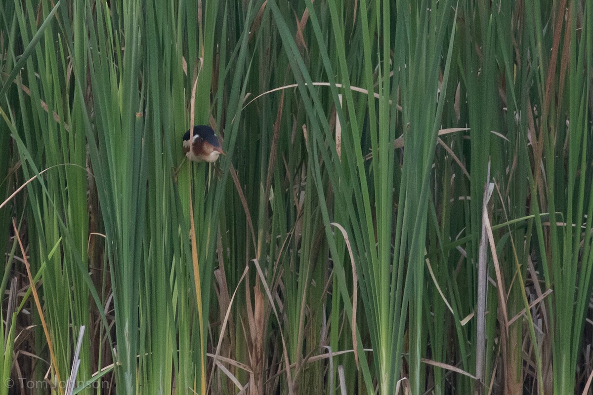 Least Bittern - ML64131551