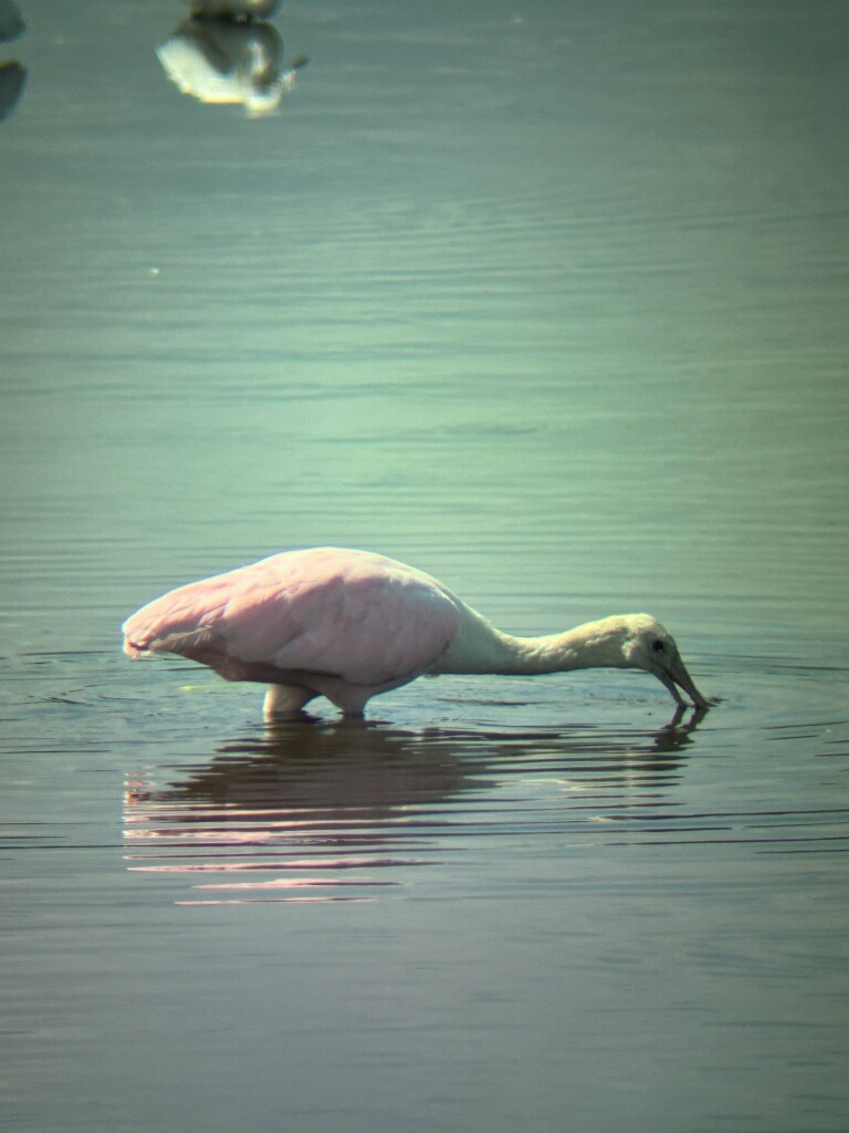 Roseate Spoonbill - ML641315532