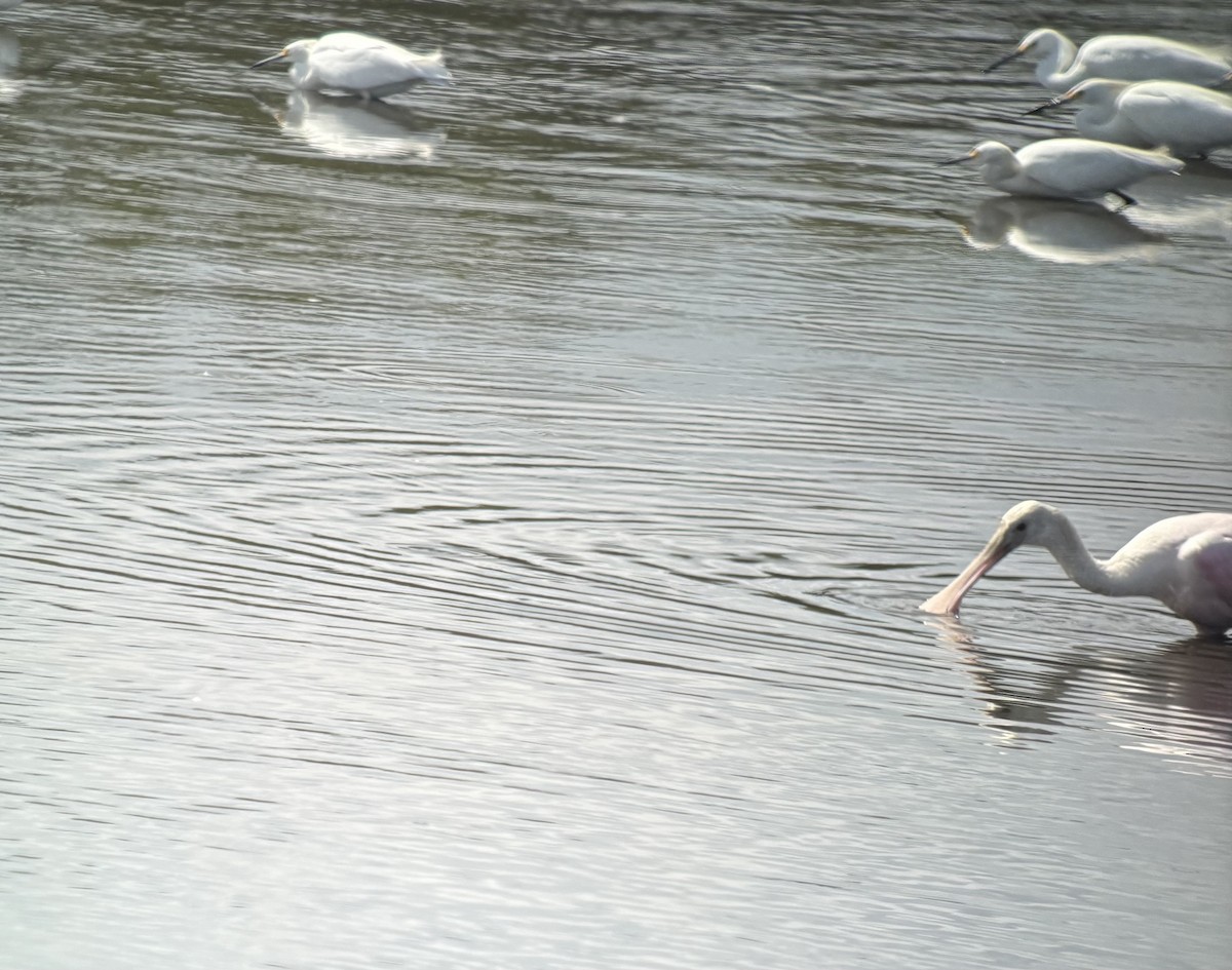 Roseate Spoonbill - ML641315533