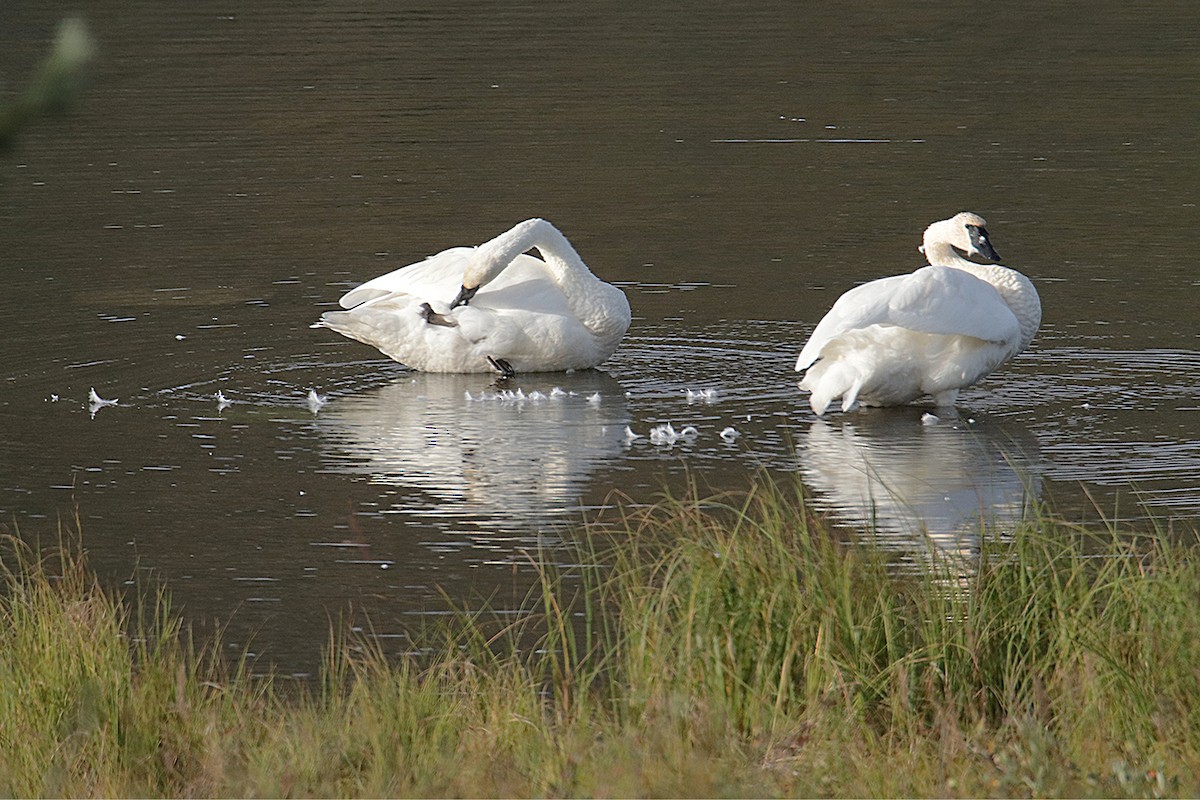 Trumpeter Swan - ML641315554