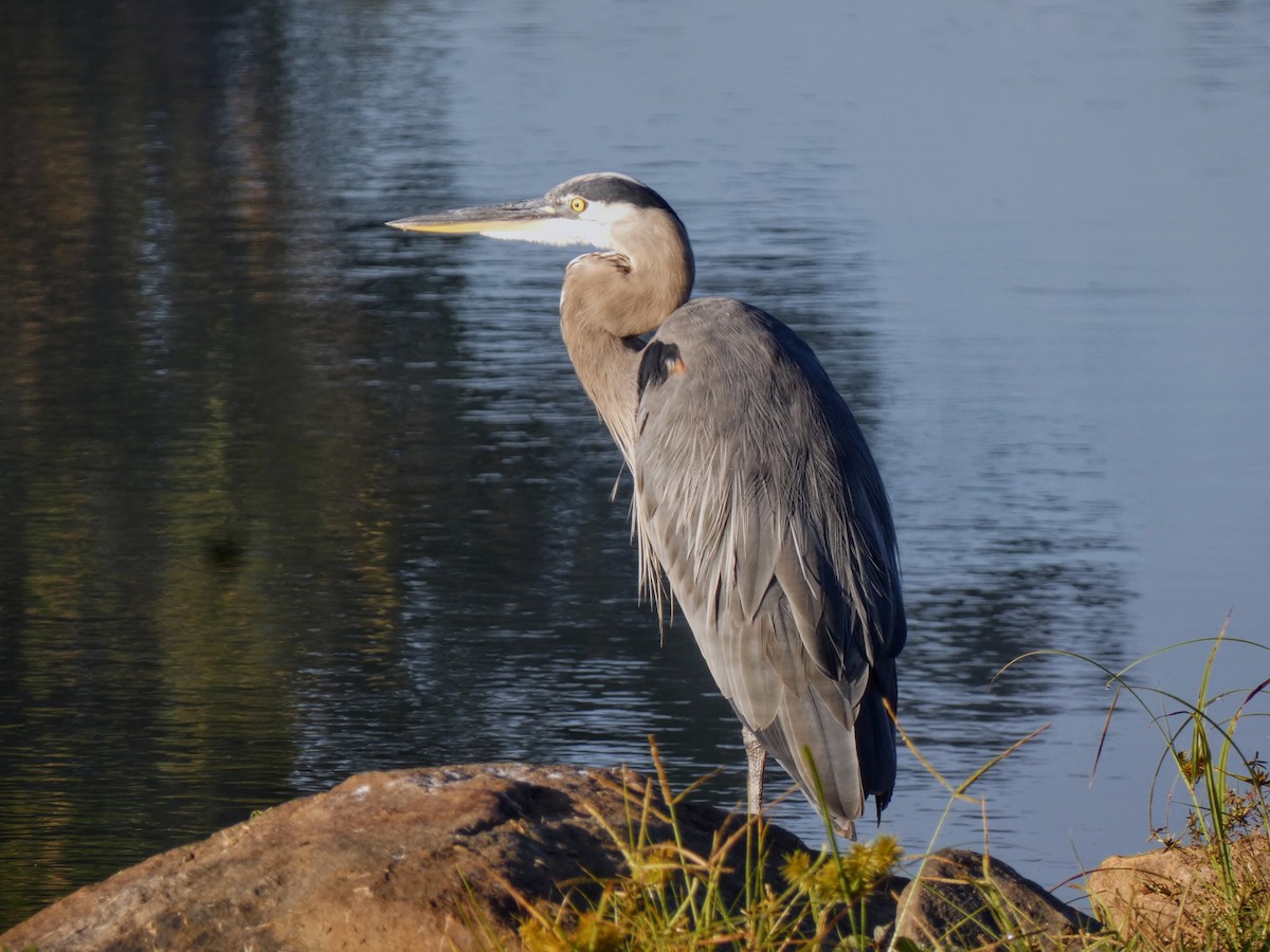 Great Blue Heron - ML641315562