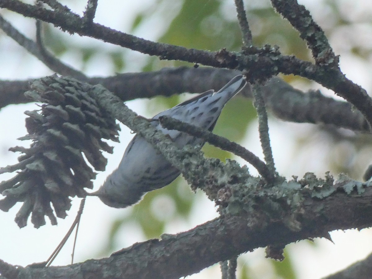 Black-and-white Warbler - ML641315572