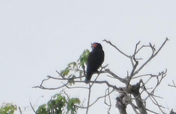 Slate-colored Hawk - ML641315573