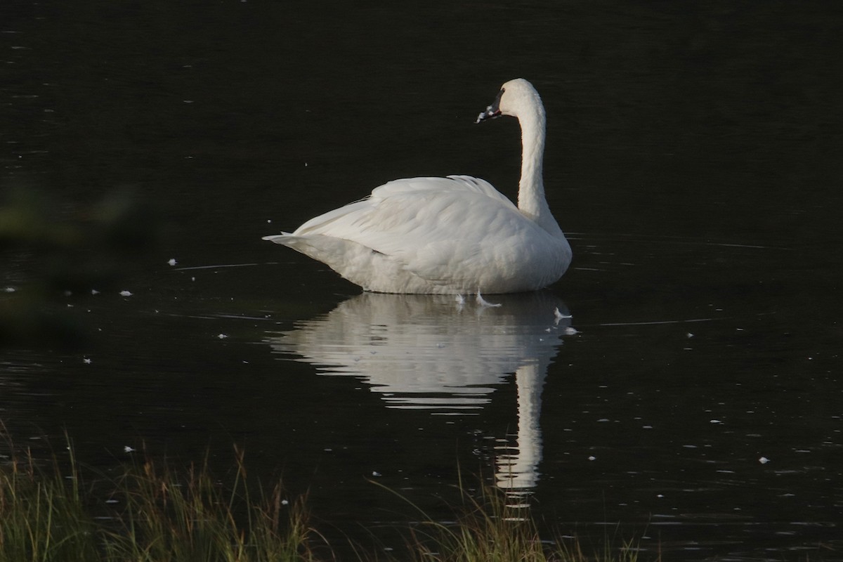 Trumpeter Swan - ML641315579