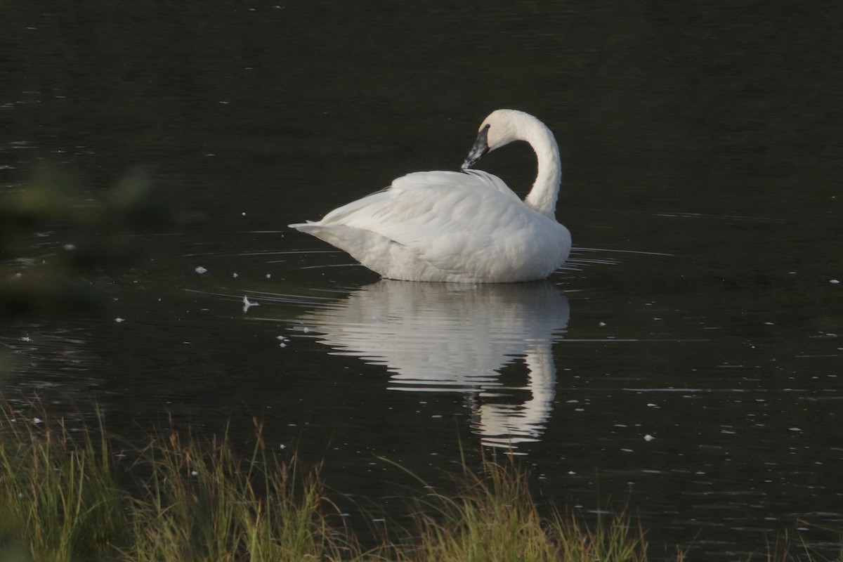 Trumpeter Swan - ML641315580