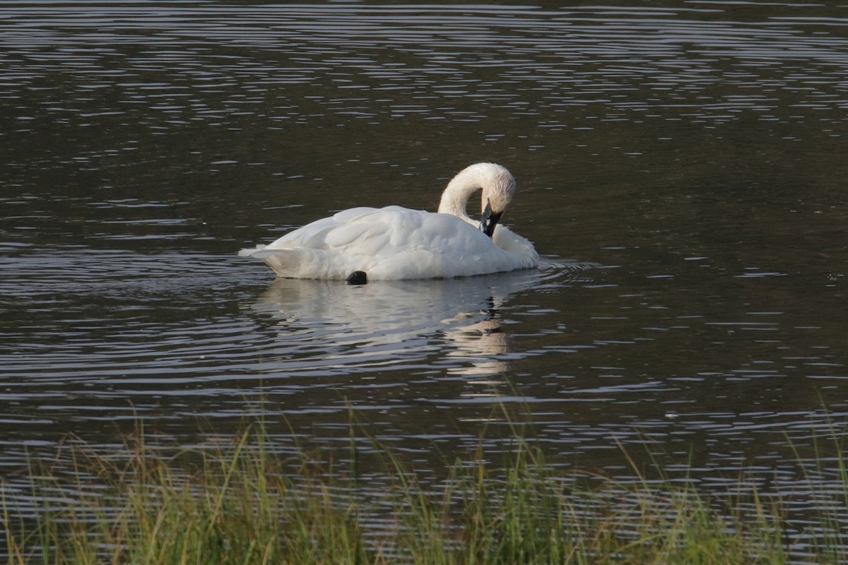 Trumpeter Swan - ML641315581