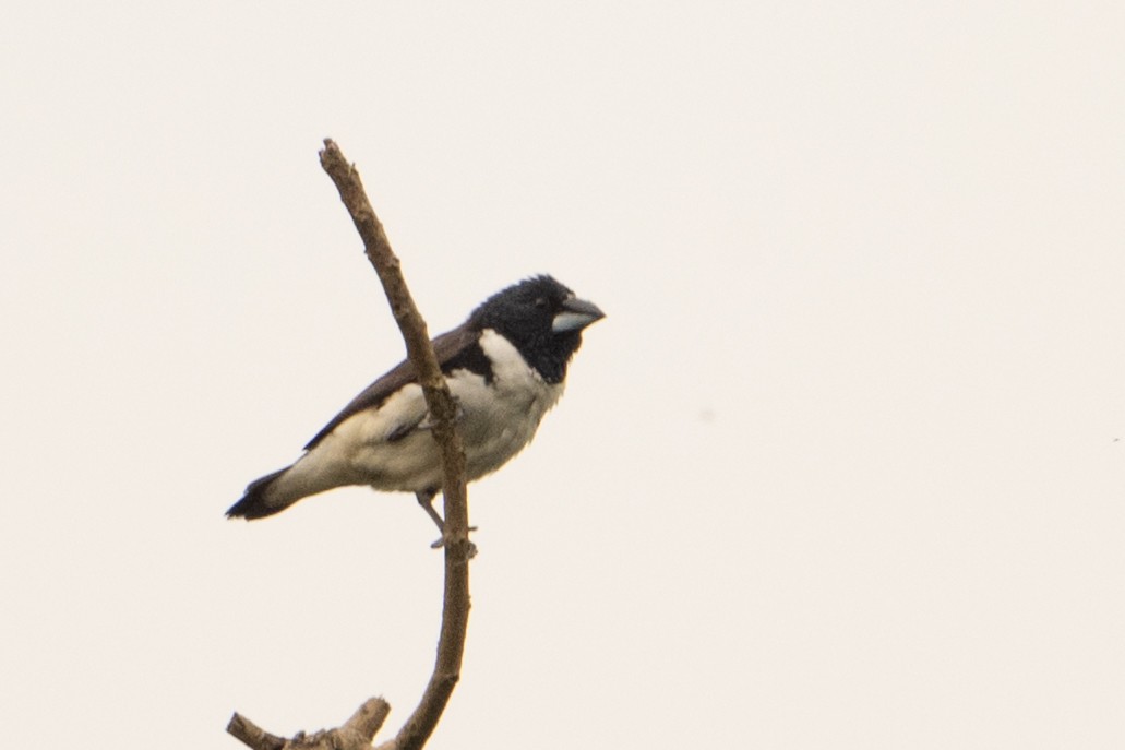 Magpie Mannikin - ML641315587