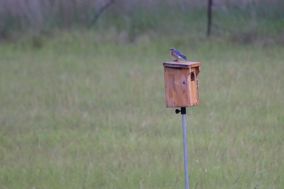 Eastern Bluebird - ML641315589