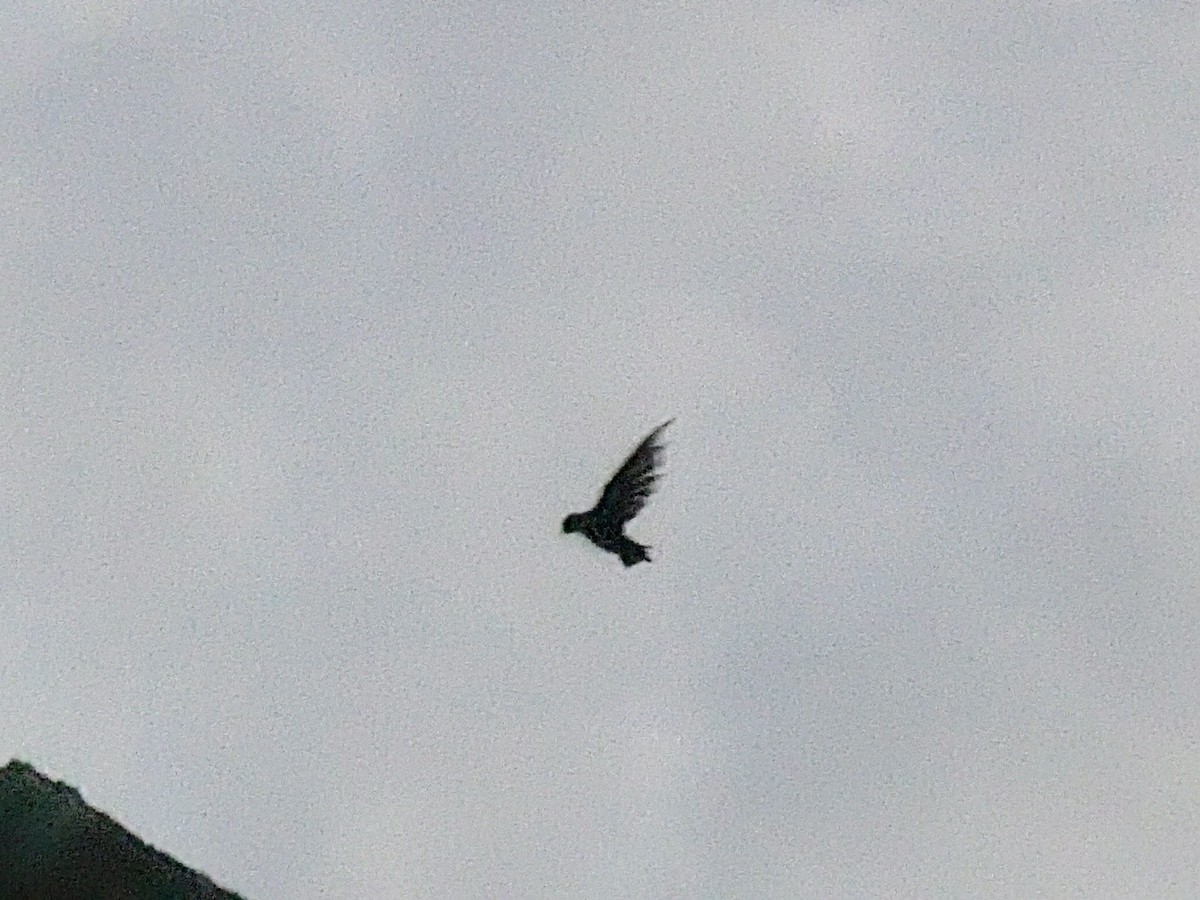 Chimney Swift - ML641315590