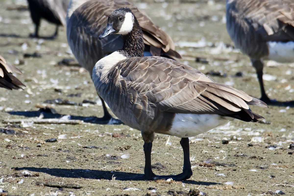 Canada Goose - ML641315592
