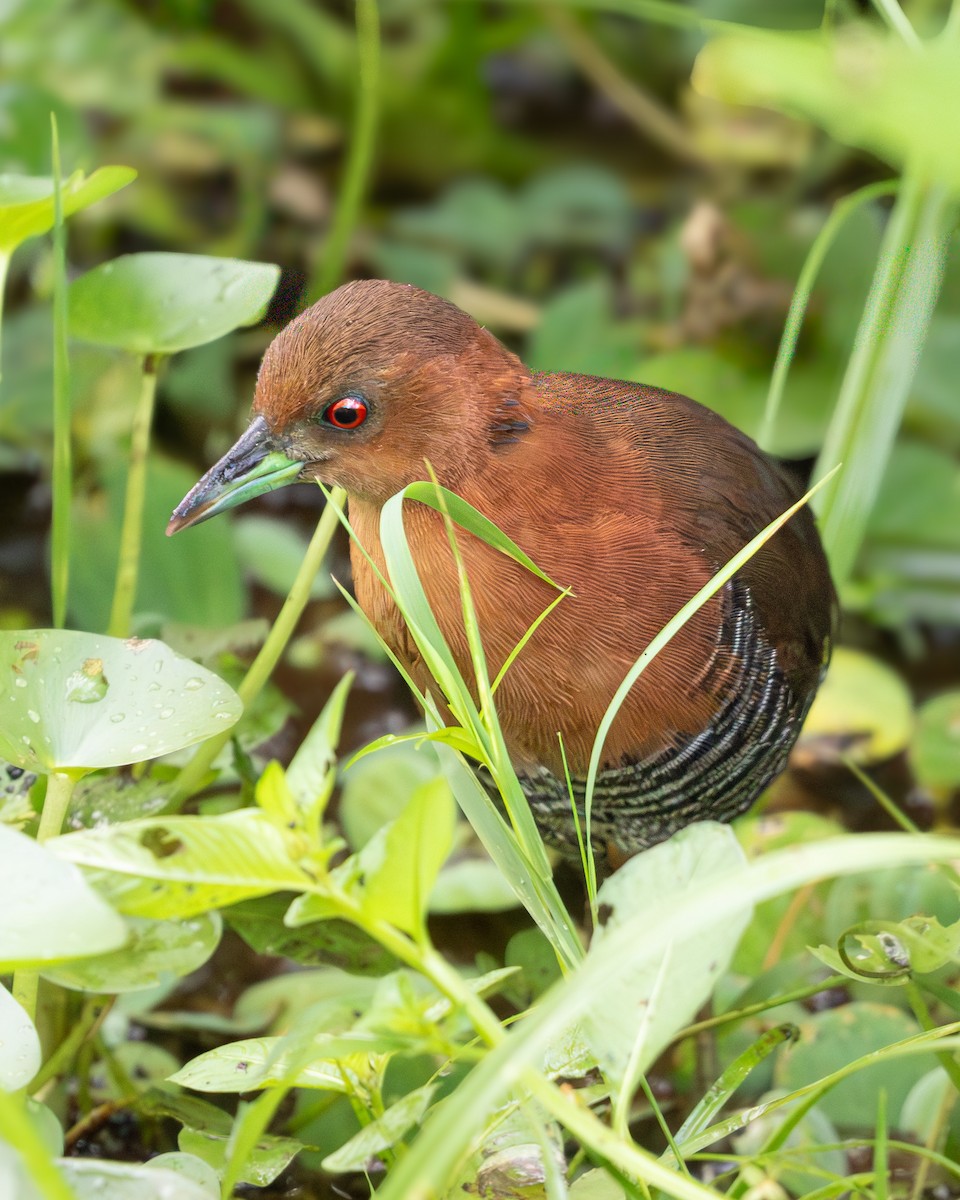 Белозобый коростелёк - ML641315597