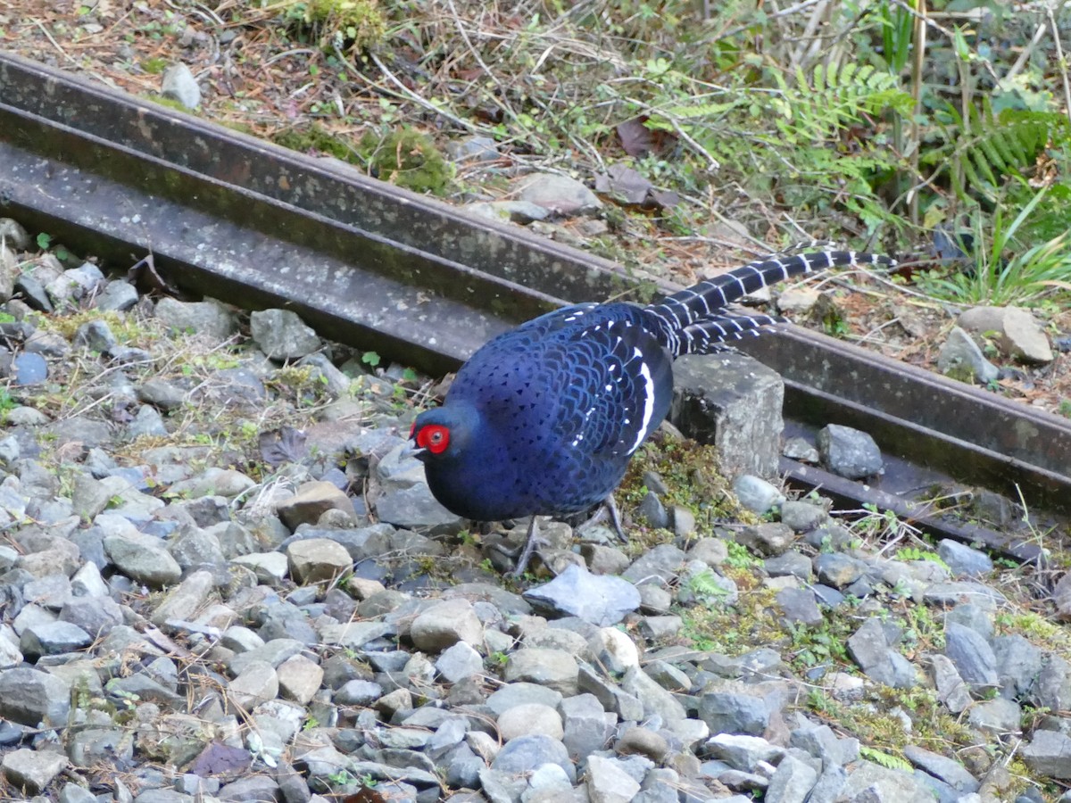 mikadofasan - ML641315622