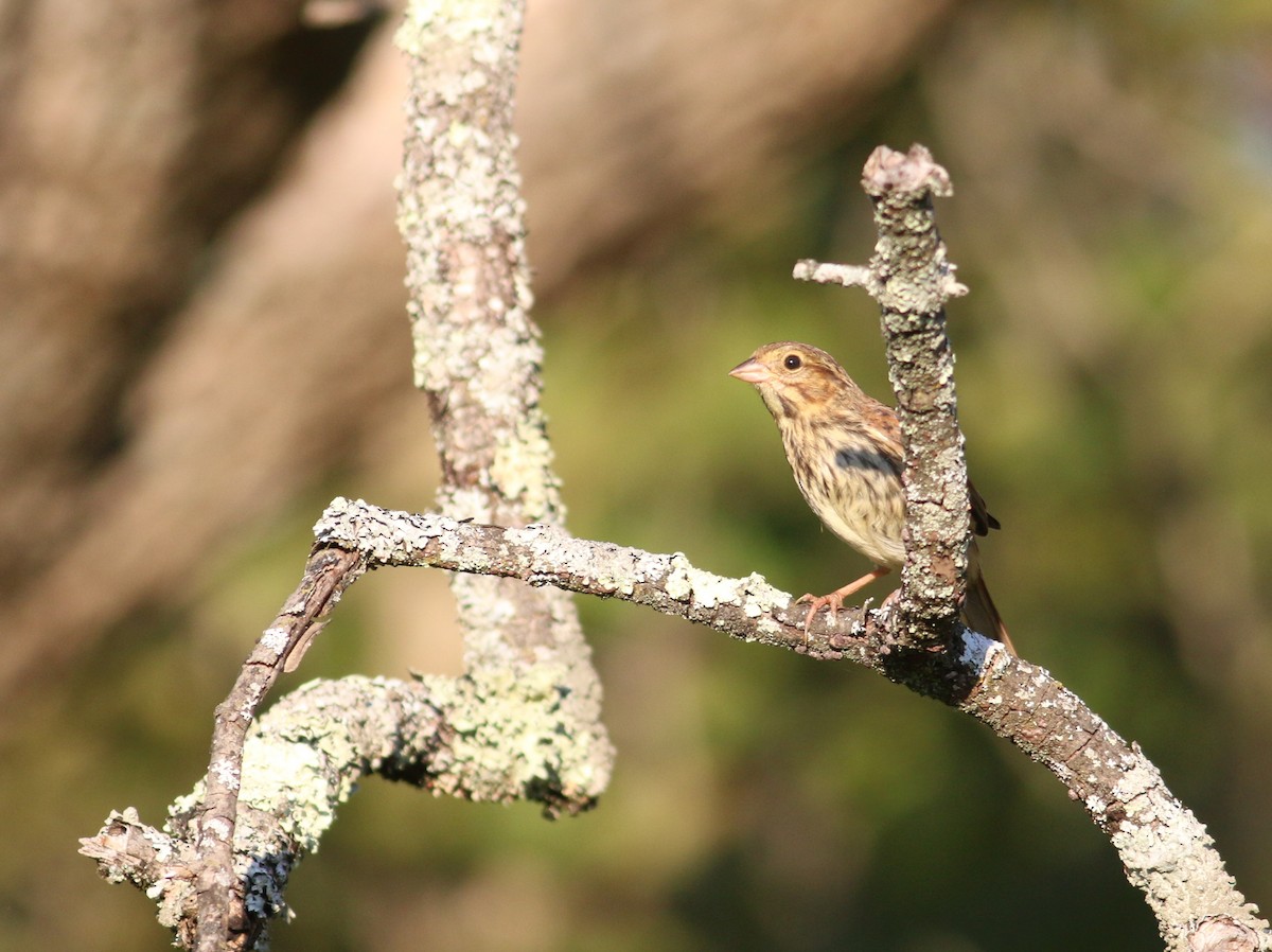 Savannah Sparrow - ML641315633