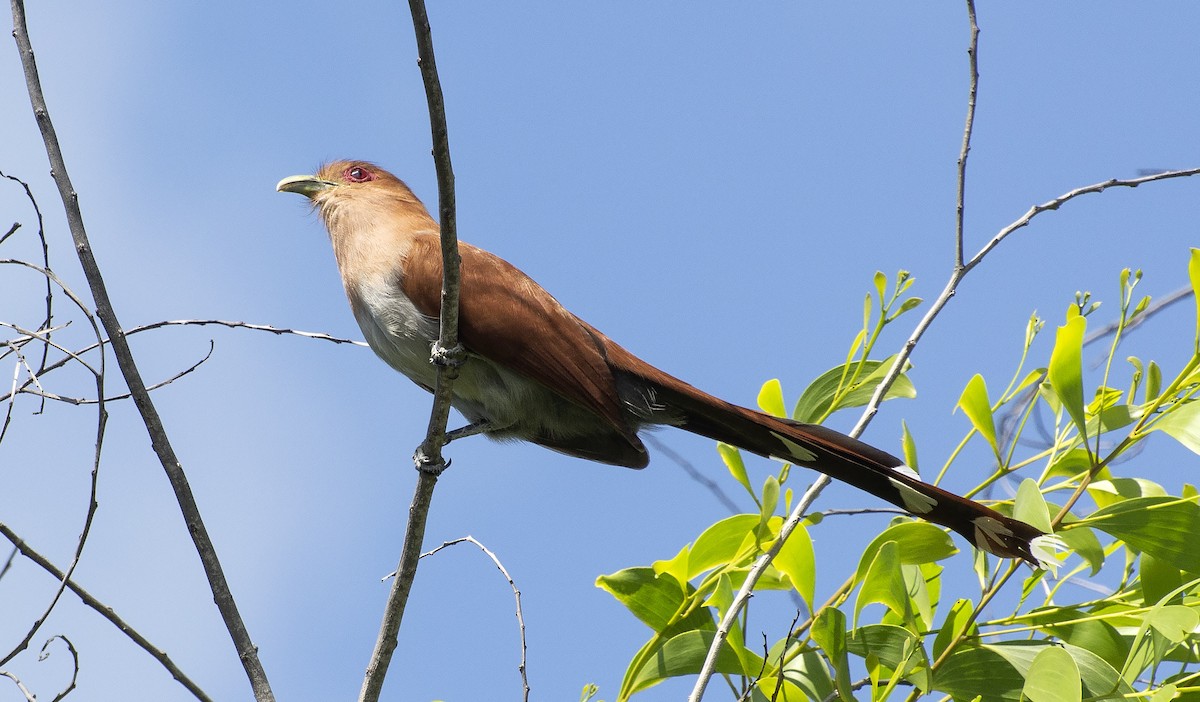 Piaye écureuil - ML641315634