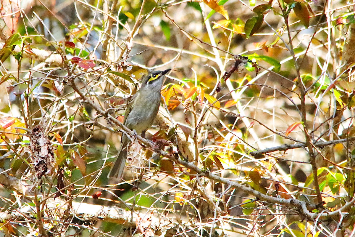 Yellow-faced Honeyeater - ML641315655