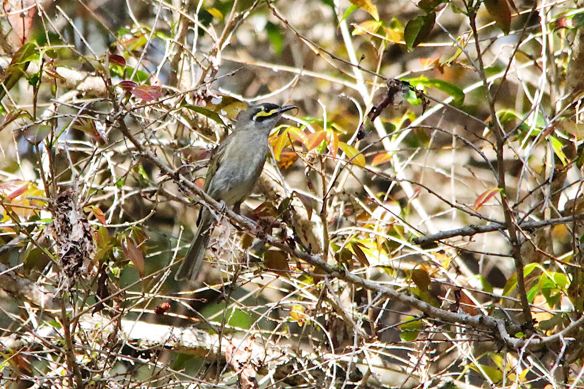 Yellow-faced Honeyeater - ML641315656