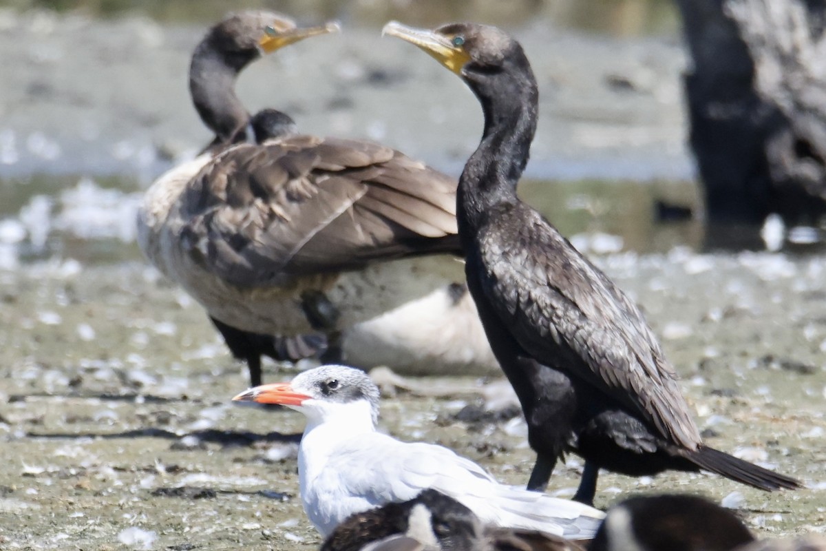 Double-crested Cormorant - ML641315661
