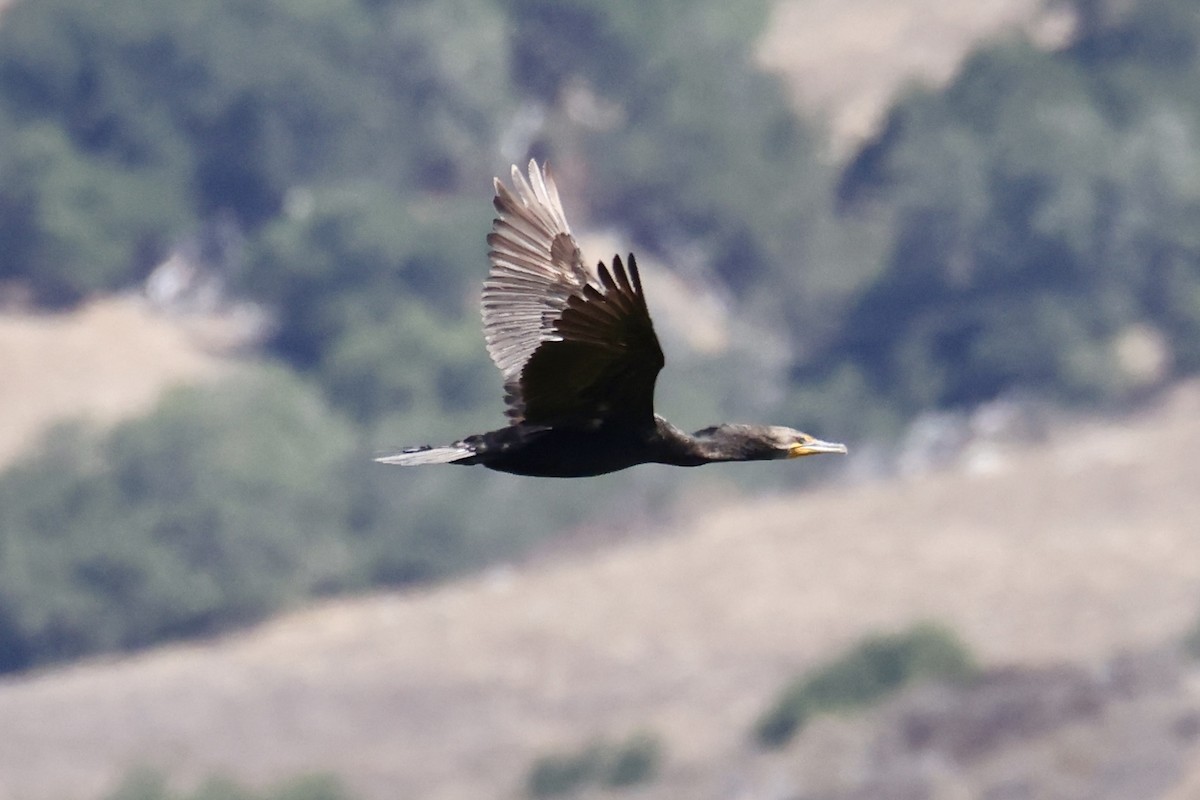 Double-crested Cormorant - ML641315662