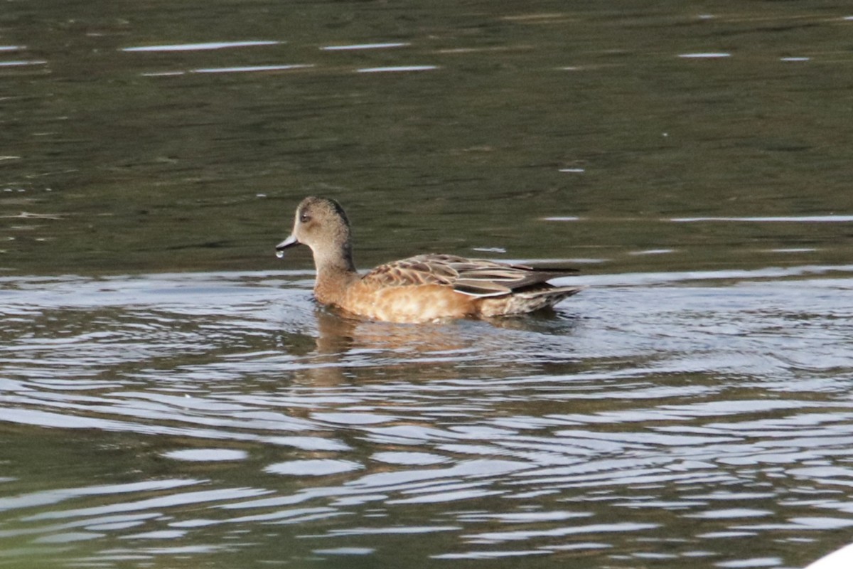 American Wigeon - ML641315667