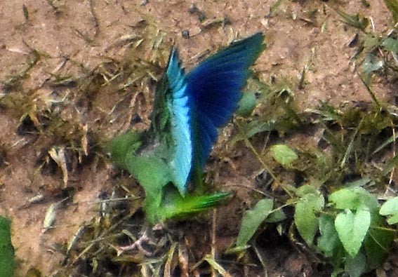 Cobalt-winged Parakeet - ML641315672