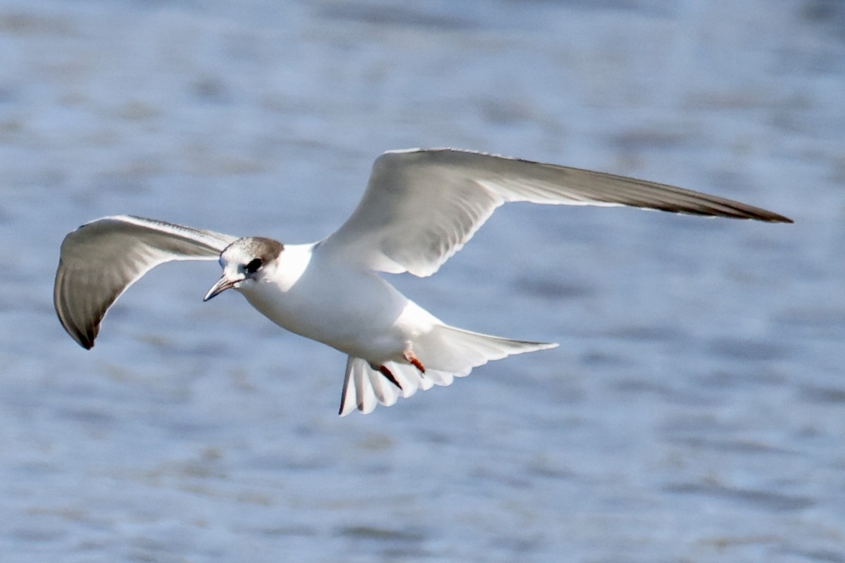 Common Tern - ML641315688