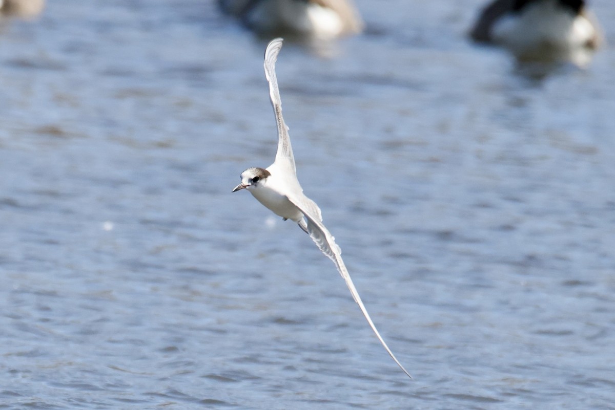 Common Tern - ML641315690