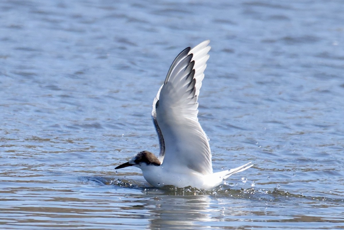 Common Tern - ML641315691