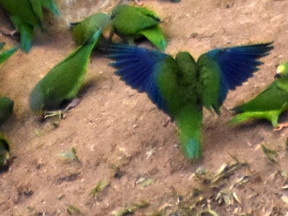 Cobalt-winged Parakeet - ML641315701
