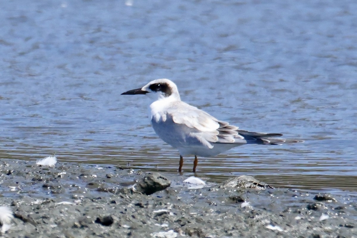 Forster's Tern - ML641315706