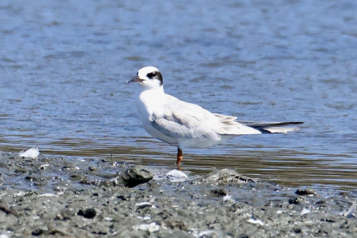 Forster's Tern - ML641315707