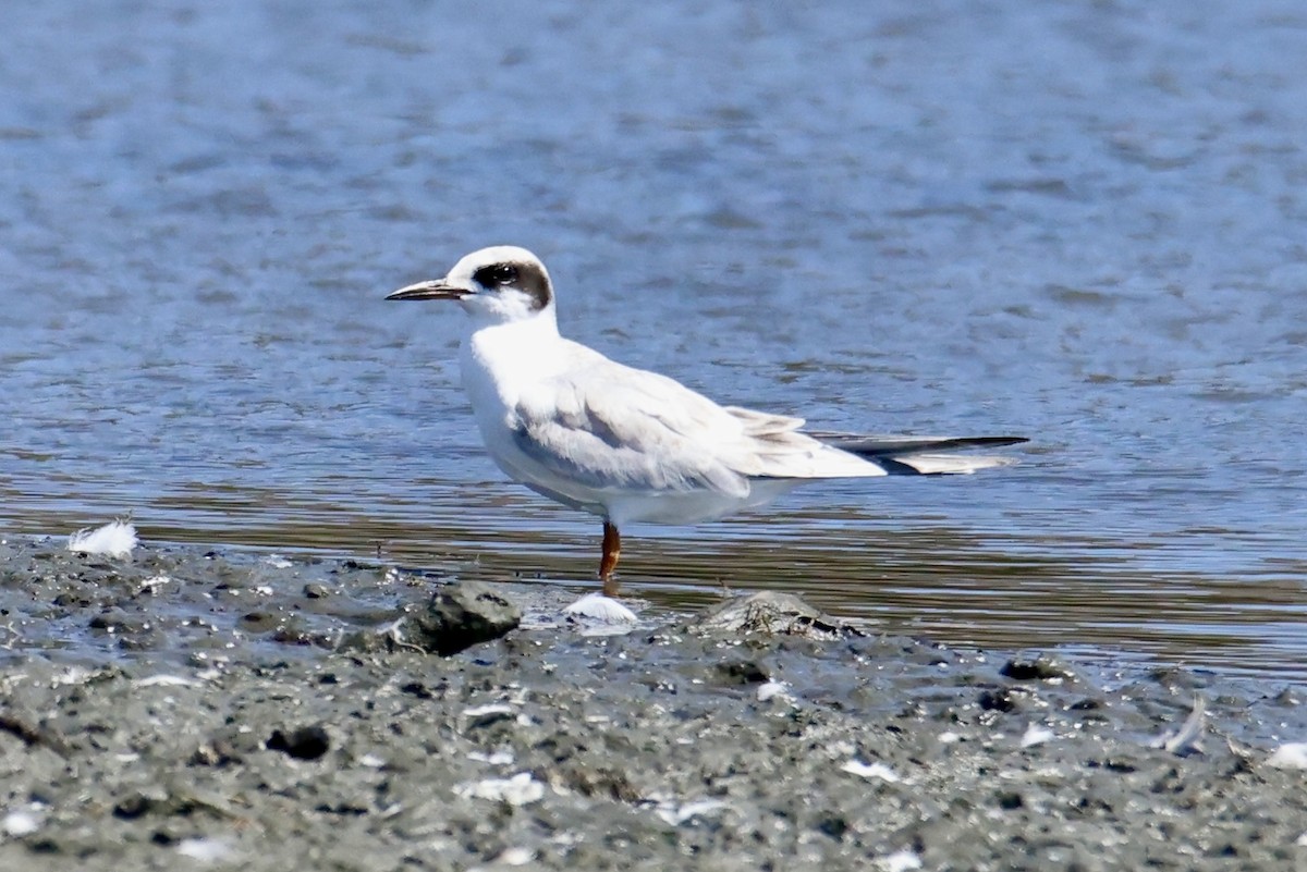 Forster's Tern - ML641315708