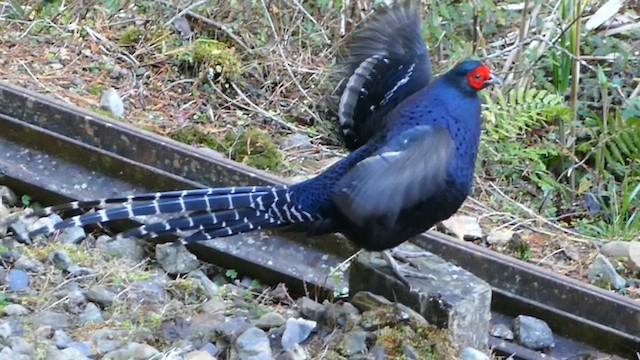 Mikado Pheasant - ML641315715