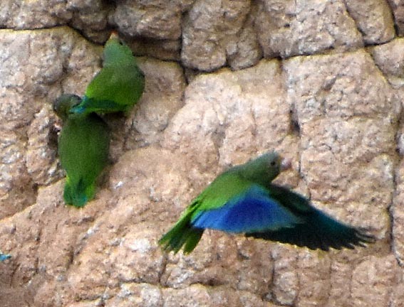 Cobalt-winged Parakeet - ML641315724