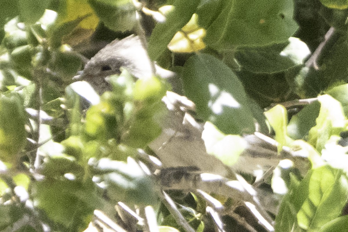 Oak Titmouse - ML641315736