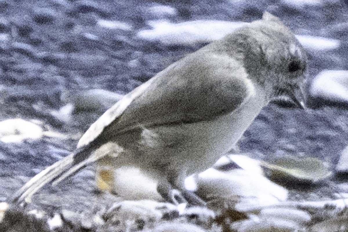 Oak Titmouse - ML641315743