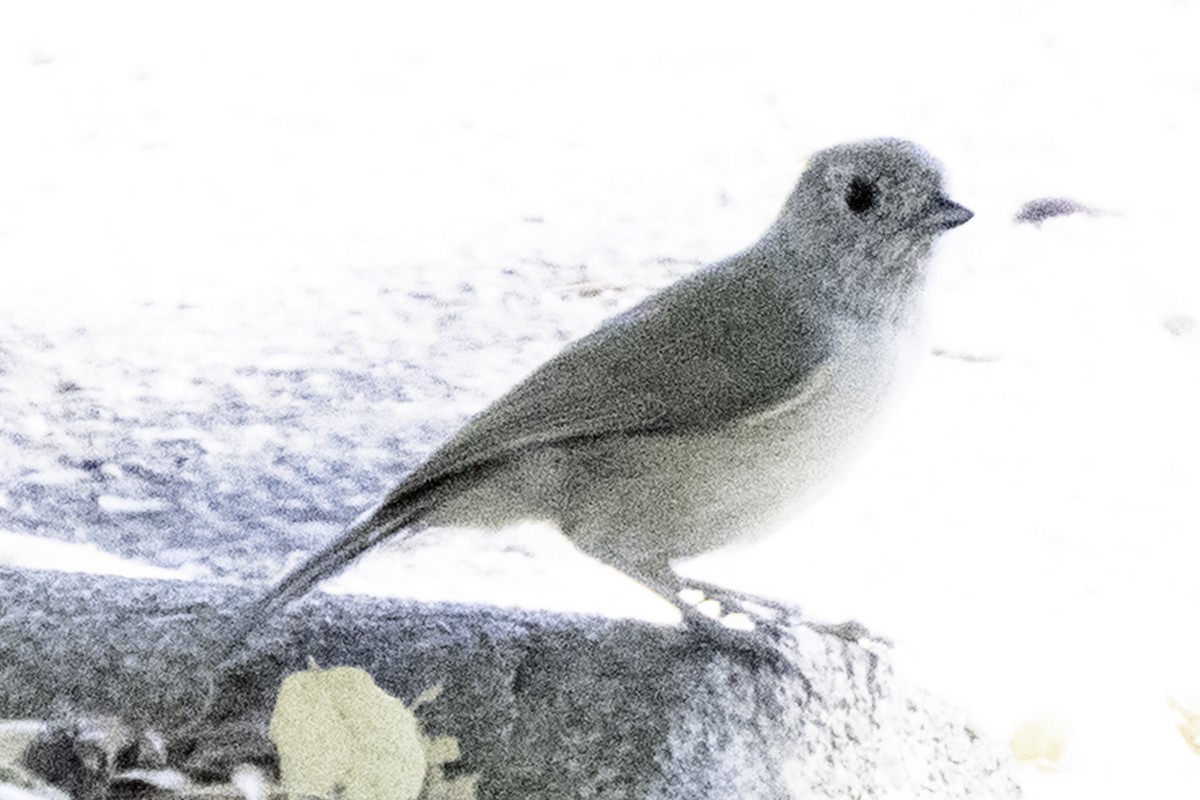 Oak Titmouse - ML641315748