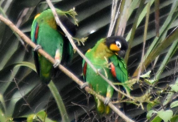 Orange-cheeked Parrot - ML641315760