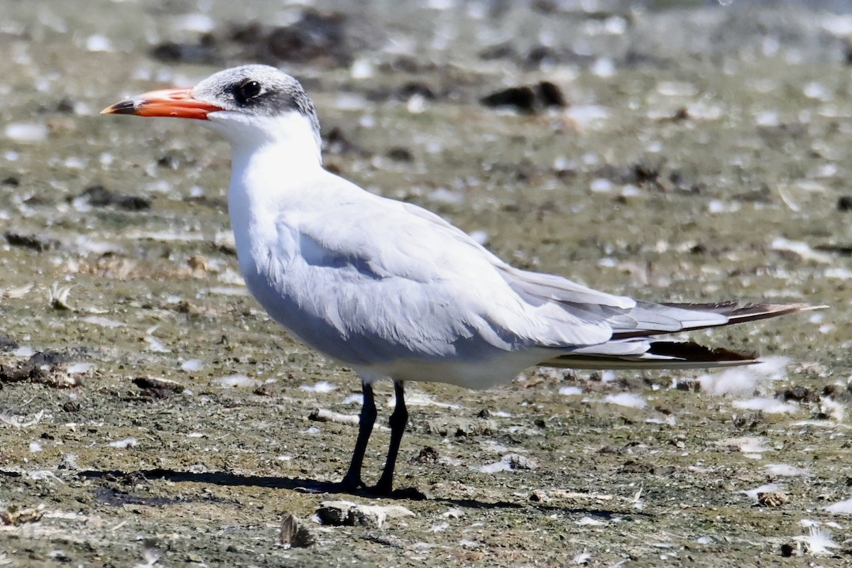 Caspian Tern - ML641315763