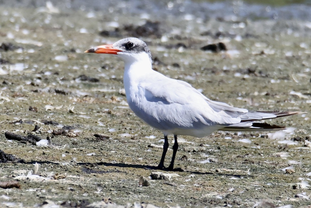 Caspian Tern - ML641315765