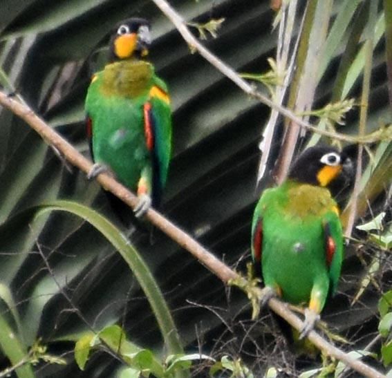 Orange-cheeked Parrot - ML641315777