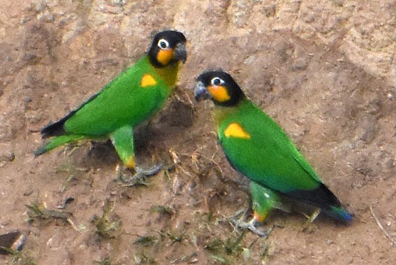 Orange-cheeked Parrot - ML641315790