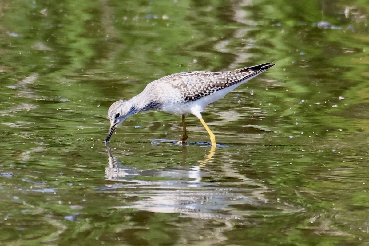 Lesser Yellowlegs - ML641315791