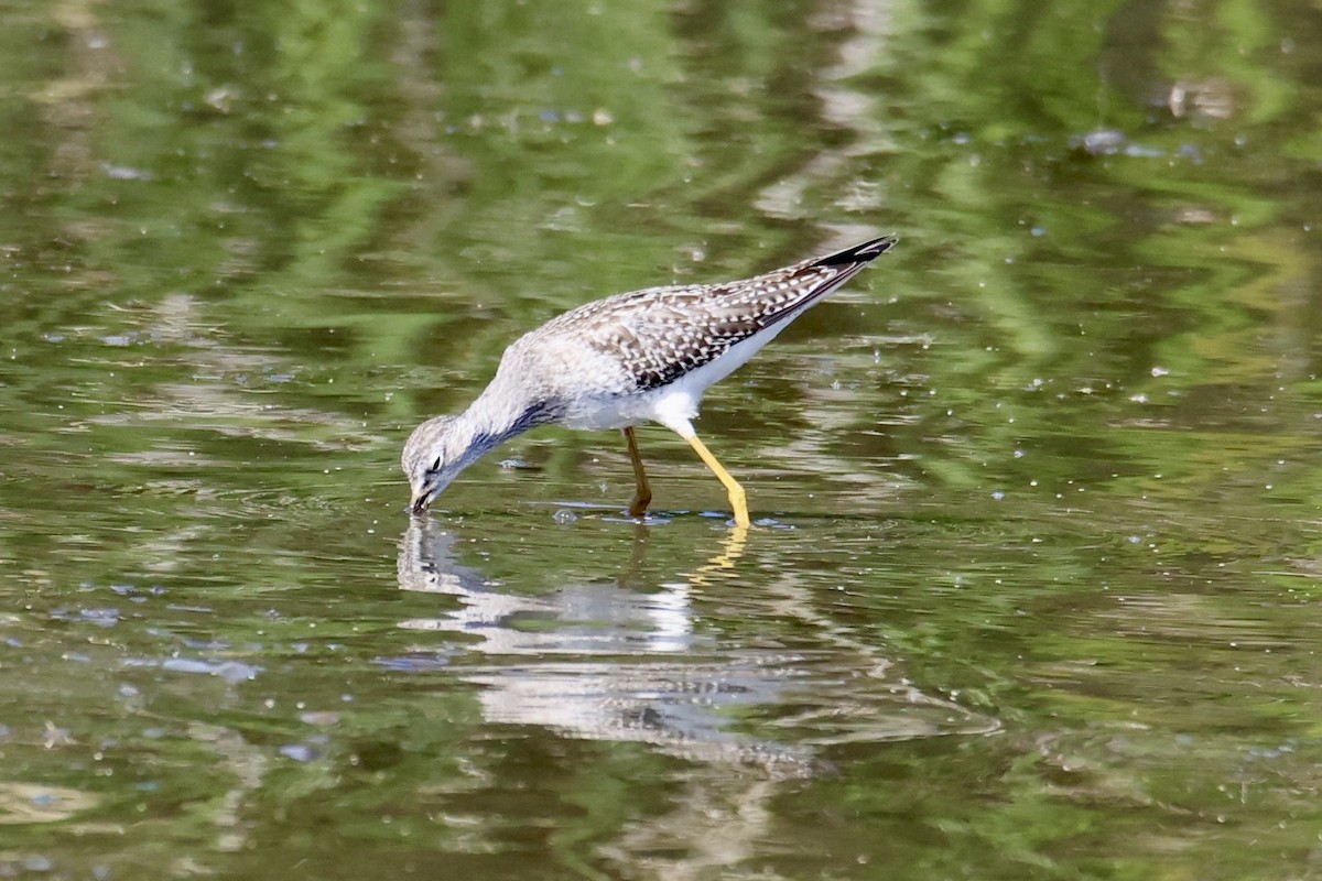 Lesser Yellowlegs - ML641315792