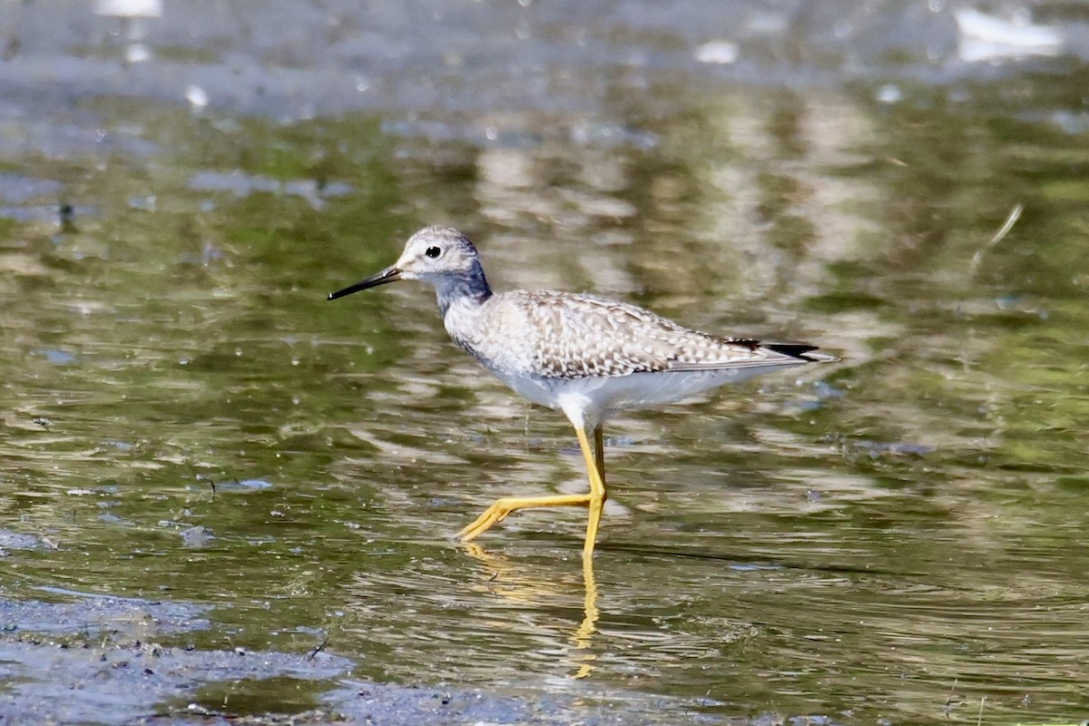 Lesser Yellowlegs - ML641315793